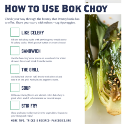 Bok Choy