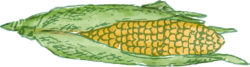 Corn