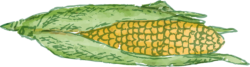 Corn