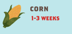 Corn Typical time from harvest to supermarket