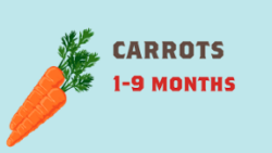 Carrots Typical time from harvest to supermarket