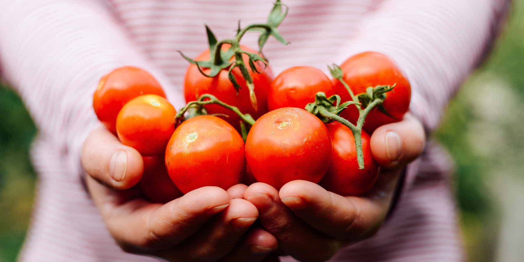 Tomatoes-in-Hands