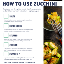 Zucchini