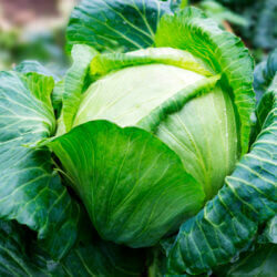 Cabbage-Image