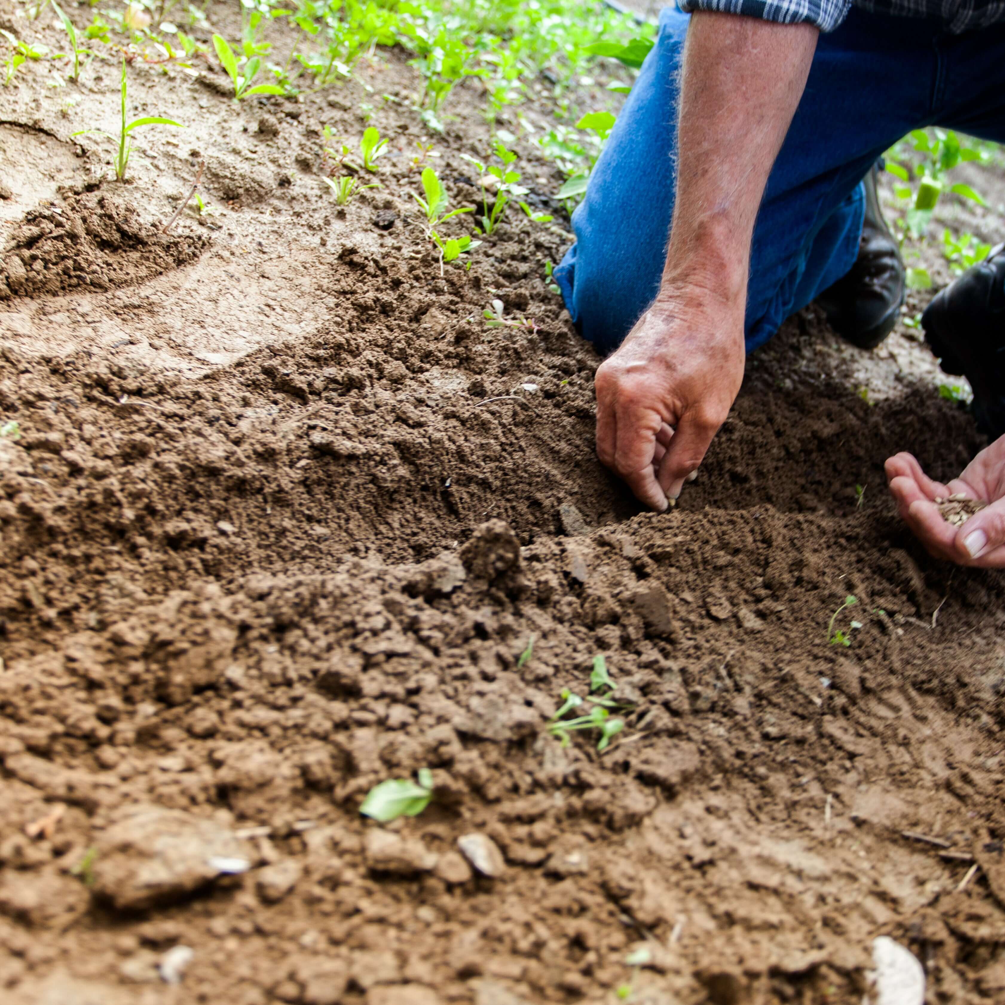 agriculture-close-up-cultivation-169523