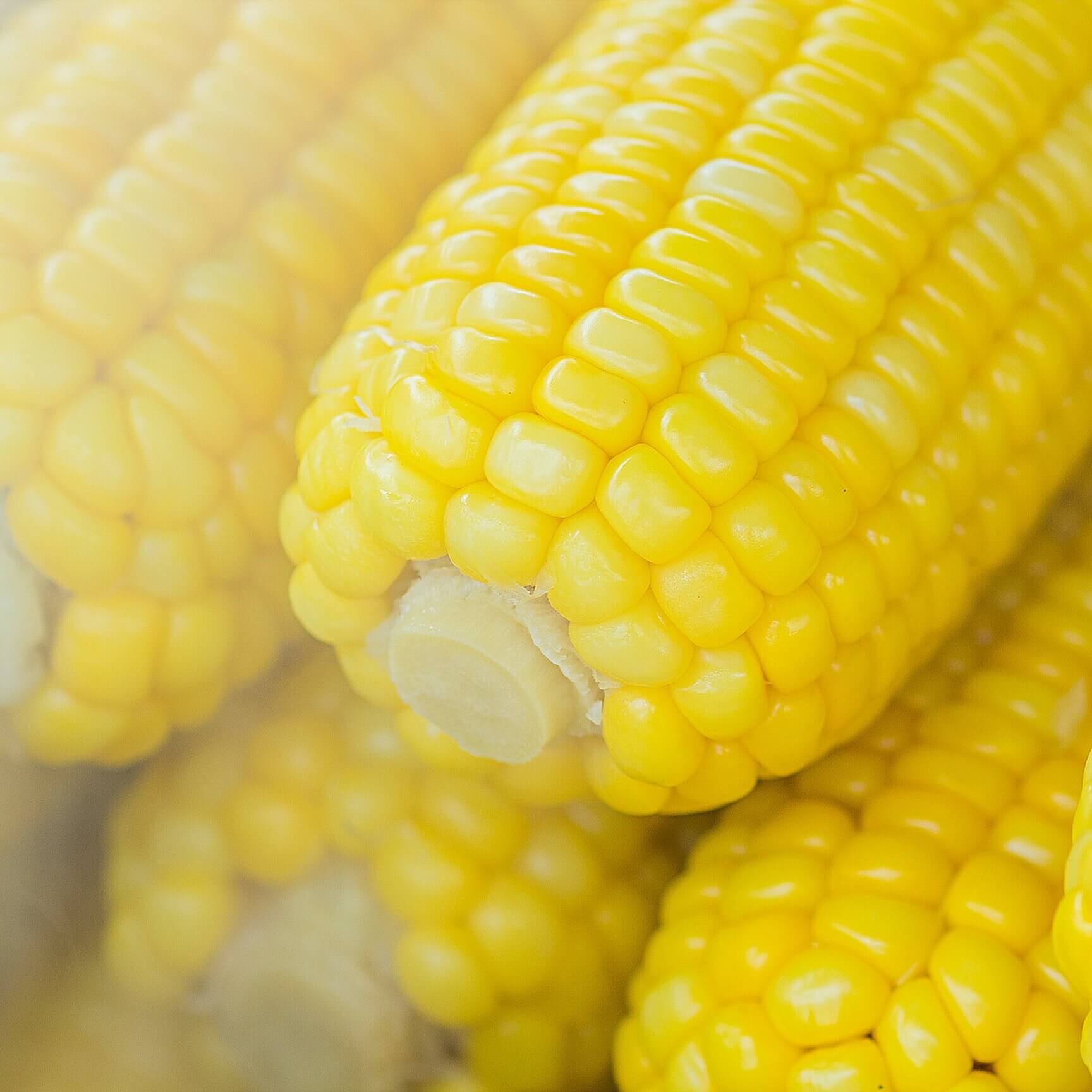 blur-close-up-corn-603030