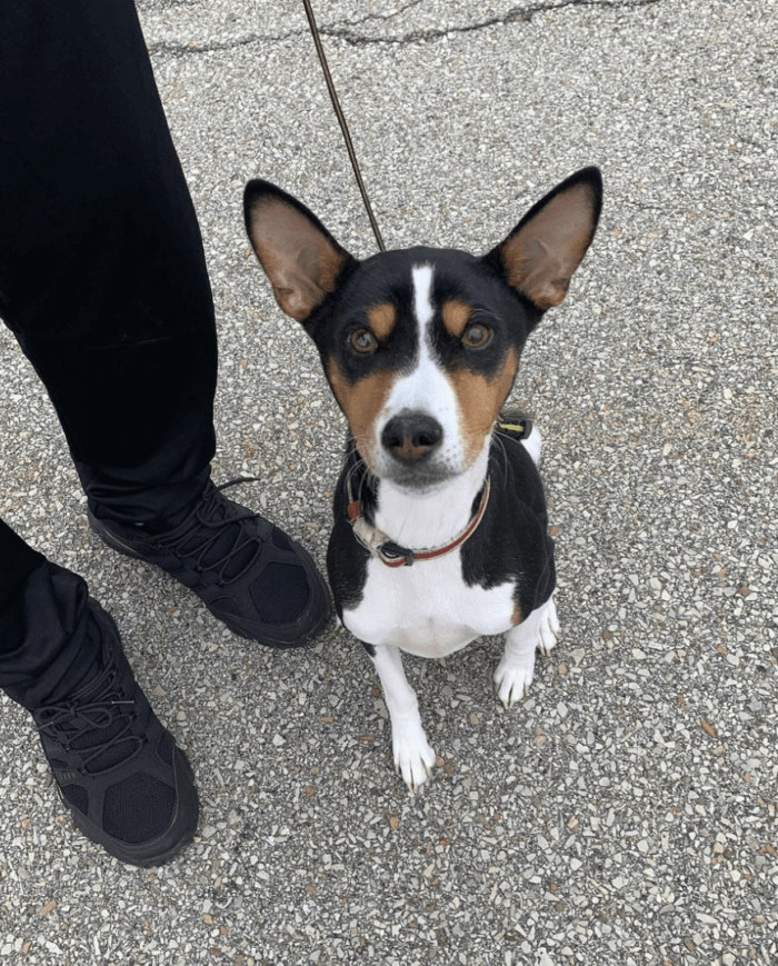 Cute Dog at Pennsylvania Farmers Markets