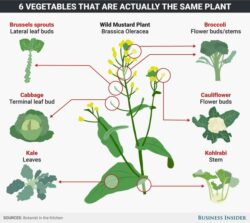 Brassica Oleracea: 6 Vegetables That are the Same Plant