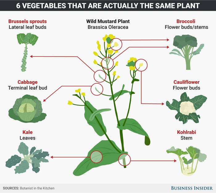 Image of Brassica family plants