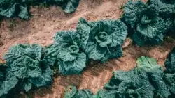 PA kale