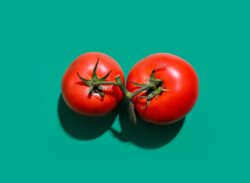 fresh PA tomatoes